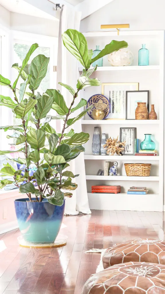 how to care for a fiddle leaf fig when you have a black thumb
