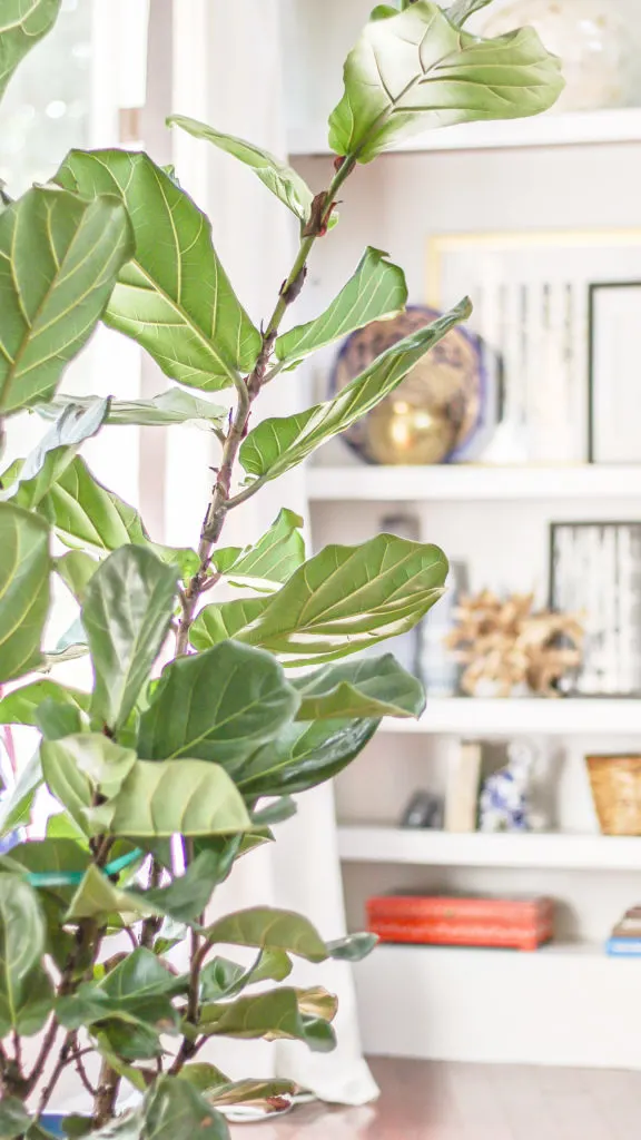 how to care for a fiddle leaf fig - black thumb's guide