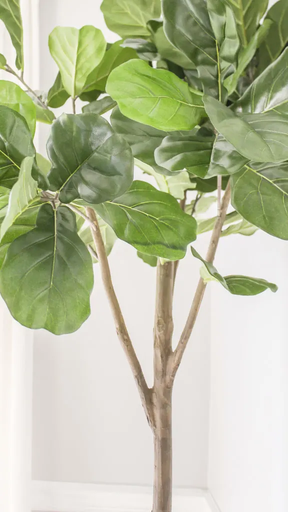 a review of the world market fiddle leaf fig tree