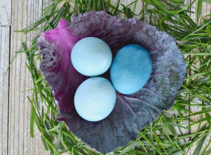 cabbage dyed easter eggs diy