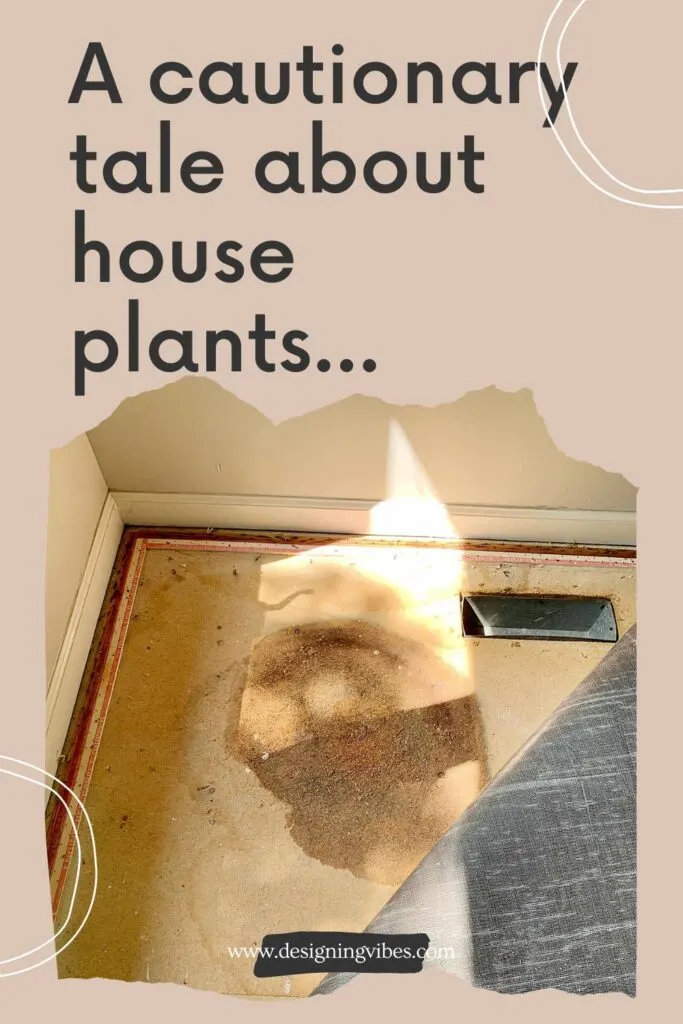 house plants and water damage subfloor rot
