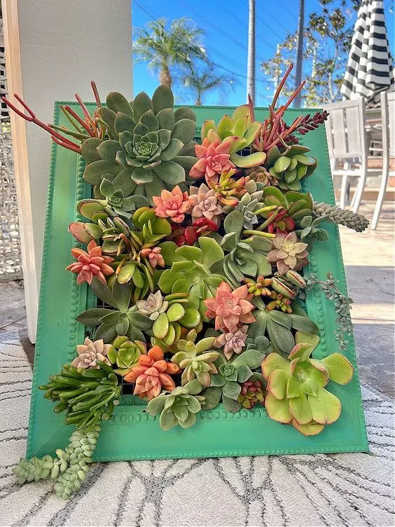 succulent wall planter made from a picture frame 