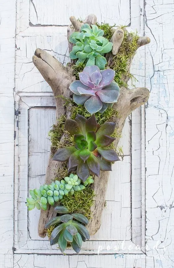 succulents planted in a piece of driftwood