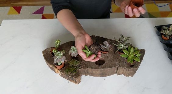 succulent centerpiece planter made from a piece of wood