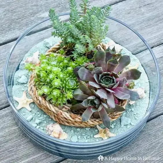 succulents placed in glass with decorative sand