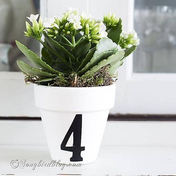 miniature succulent in a white painted pot 