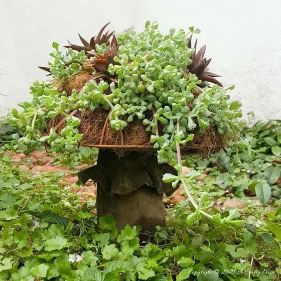 diy succulent planter in a garden outside that is shaped like a mushroom 