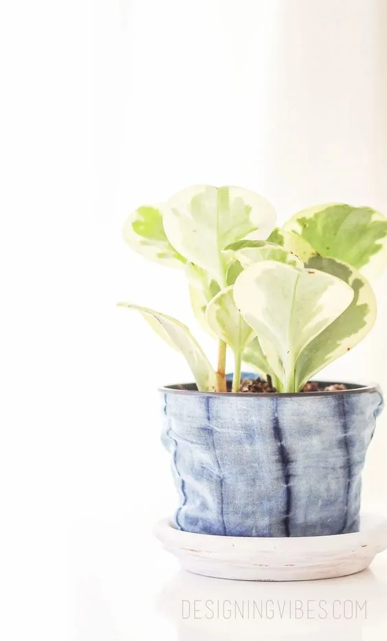 close up image of  diy fabric planter with succulent in it 