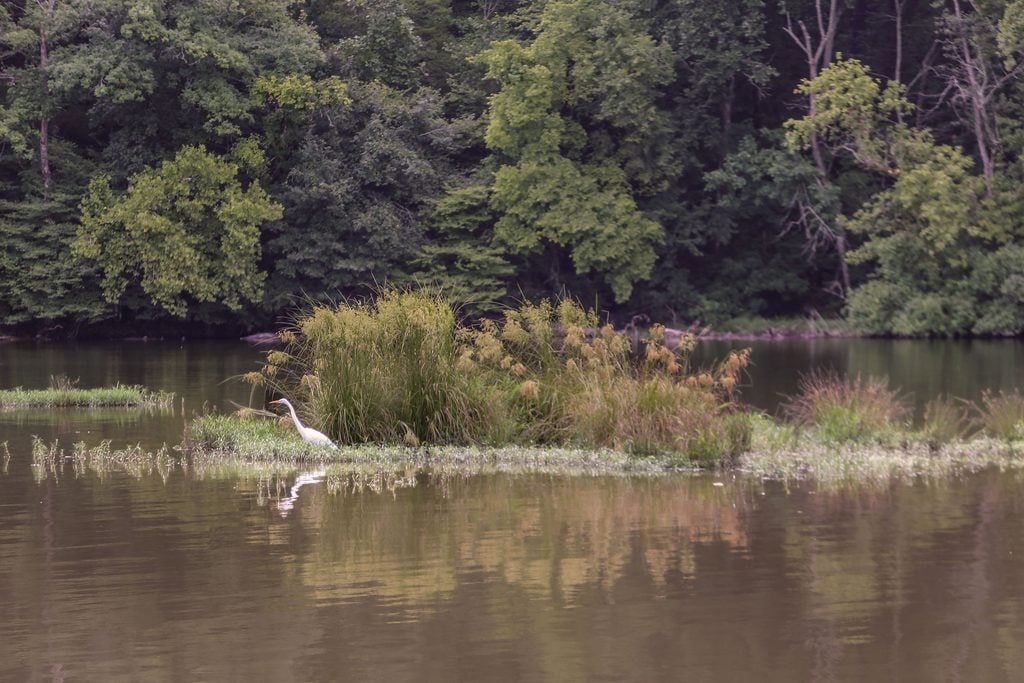 backyard with lake and a bird in the marshes